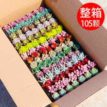 爆款多肉植物基地直发花卉绿植组合盆栽新手套餐室内好养易活批发