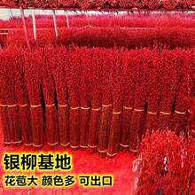 �y���滨�r֦������������ˮ���ͺ�ֲ��ɻ��y�������҃��b羳