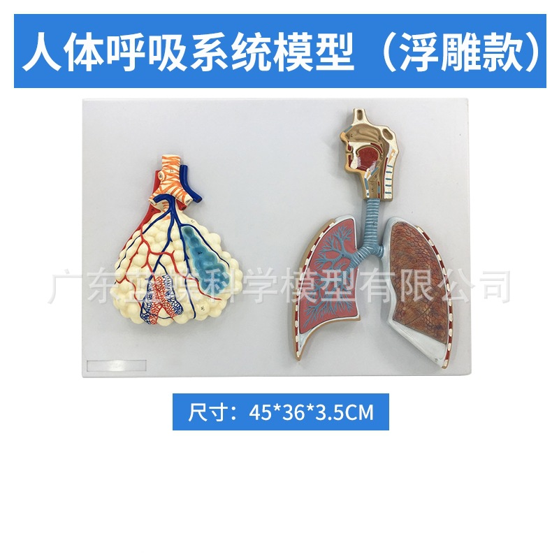 ��Ȼ��������ķ�ģ�ͺ�����״�ٷ��������ϵͳ�β�������ʽ�ѧ