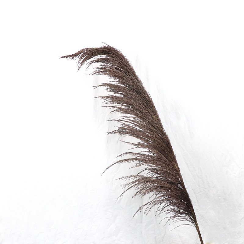 회색 꽃 스파이크 50-60cm