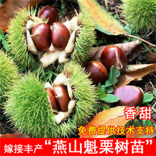 ��������ɽ�������t���������箔��Y���Ϸ������Nֲ���������