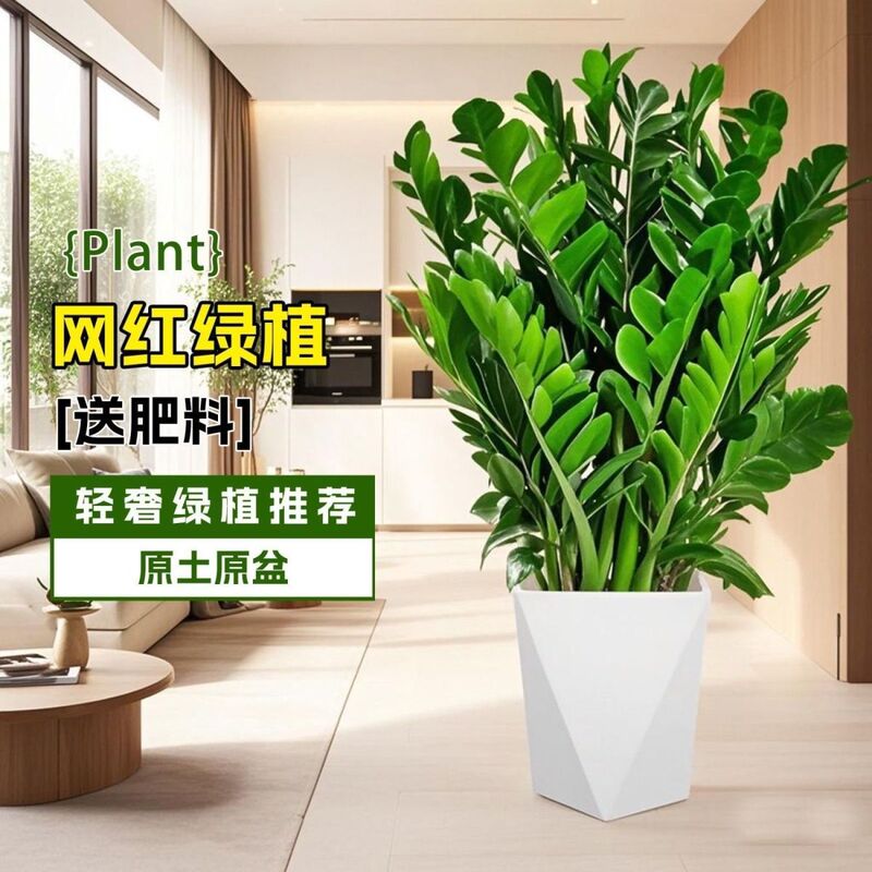 Money Tree Potted Plant, Money Tree Green Plant, Air Purifying Flower, Indoor Green Plant, Living Room, Office Desktop Bonsai