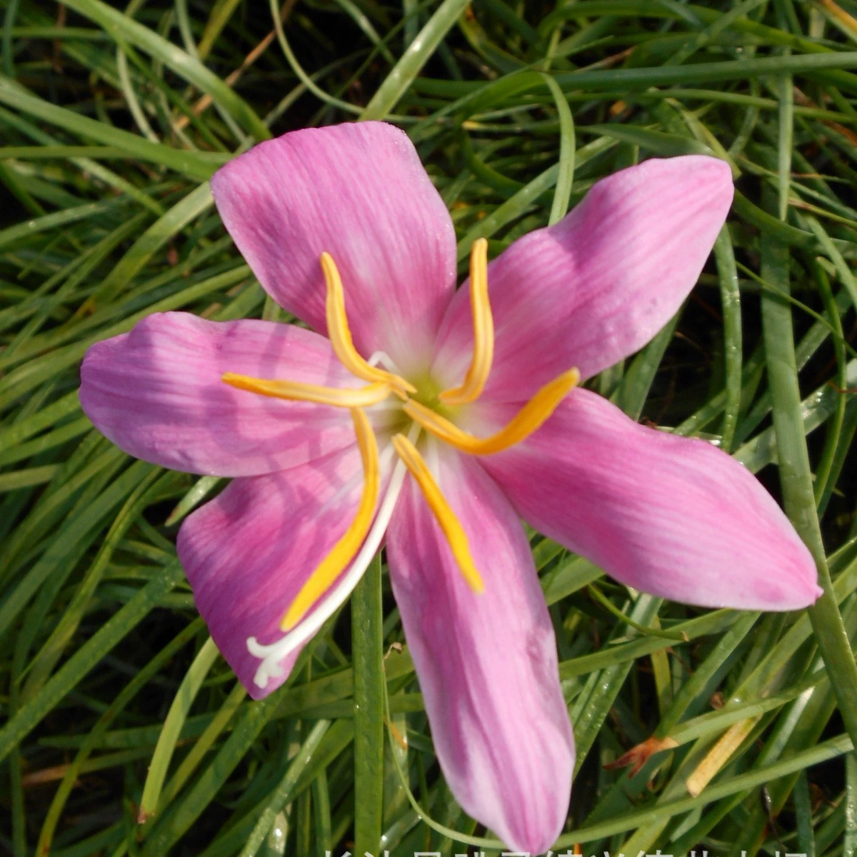 Оптовая продажа Алоцасии, Алоцасии Хунань, Алоцасии, Красный цветок Франжипани, Серия Орхидеи, Большое количество