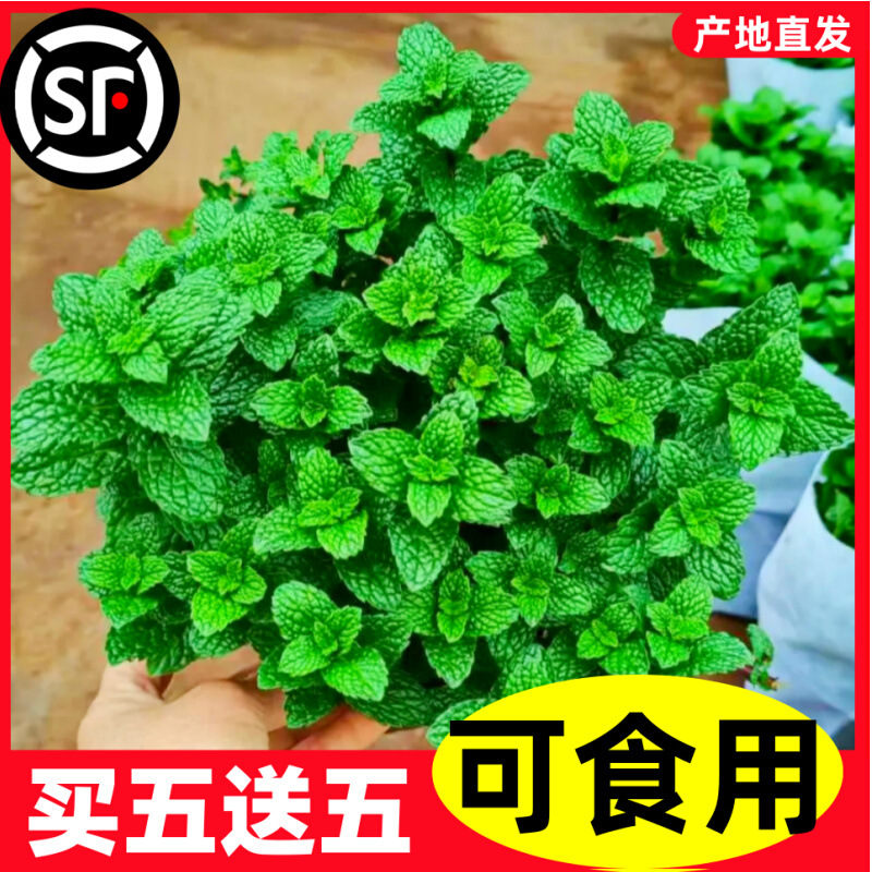 Mint potted edible indoor hydroponic mosquito repellent plant large…