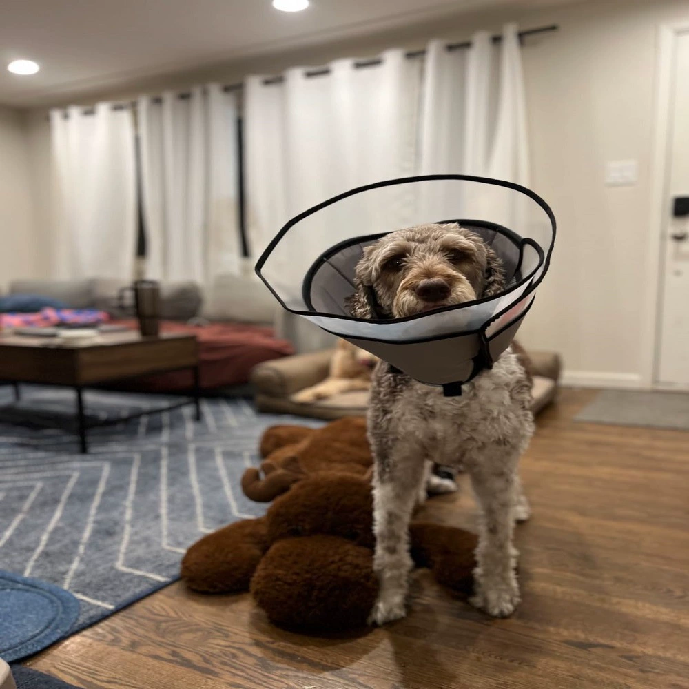 Трансграничная собака Элизабет Круг Стыд Круг Домашнее животное Большая собака Ошейник от укусов с защитой от лизания Стерилизационный конус для собак