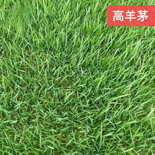 ����é�N�� �Ĵ��S�����l����ƺƤ������é �����첥�G���ļ�����