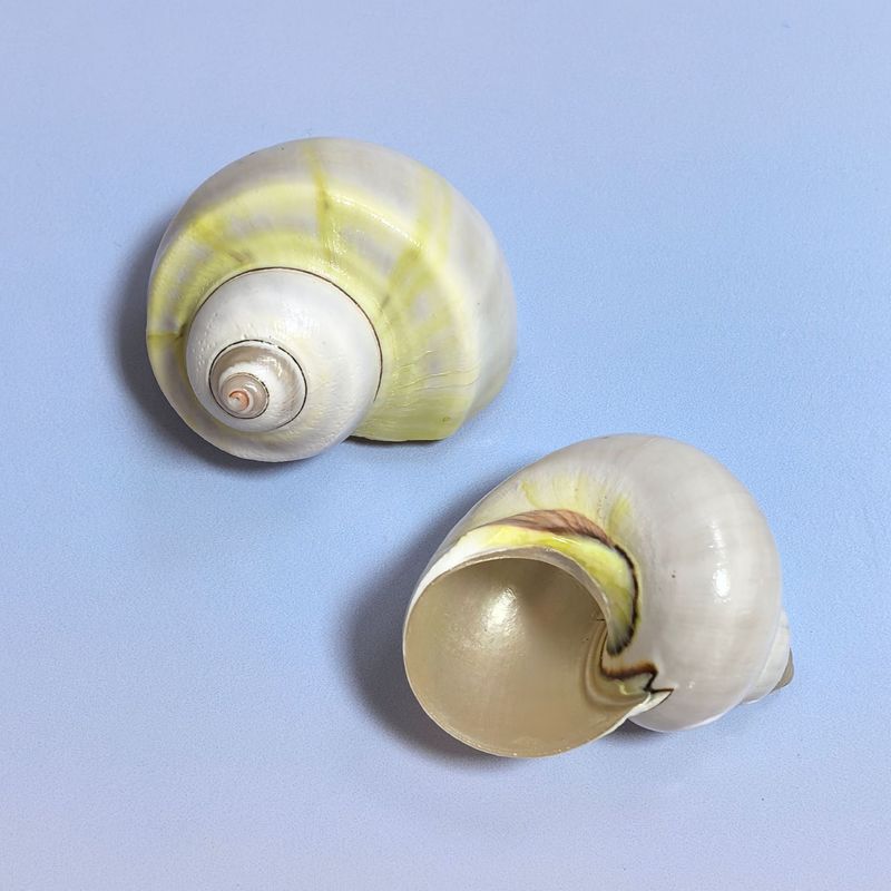 ヤドカリの殻巻き魚交換専用殻天然巻貝繁殖水槽造園水族館装飾セット|undefined