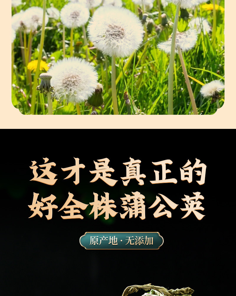 Wild Dandelion Tea Pu Gong Ying 500g 250g 100g Dried Whole Plant Cut Herbal Tea key features