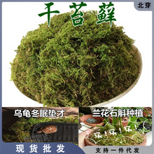 鲜活苔藓微景观青苔干苔藓水苔种植兰花铁皮石营养土乌龟打包运输