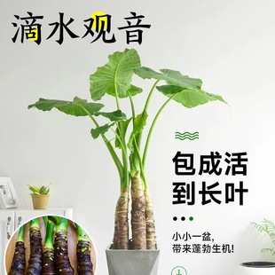 ��ˮ�^���Gֲ���~�Ϙ�����ˮ��������ļ����G�͏d�҃ȾGֲ����ȩ