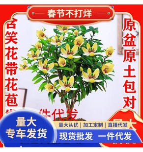 һ�����l��Ц���������҃��̨������ͥԺ���Դ�����Ϸ��ļ��_��