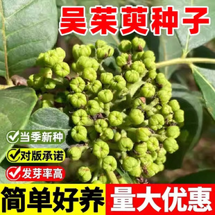 �����ǷN�ӷNș�ķN�Ӆ��ǲ��������ӳ�̴�N�Ӷ������ļ������Ә�