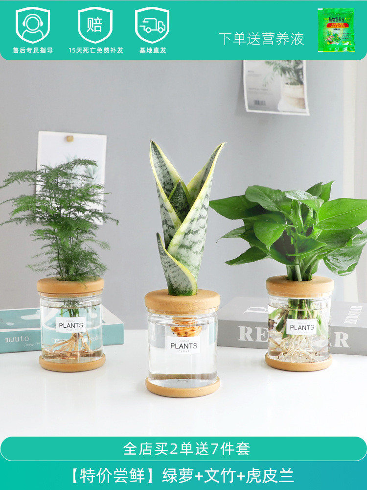 [얼리 어답터 특별 혜택] 포토스 + 아스파라거스 + 타이거 오키드 (무료 영양액)