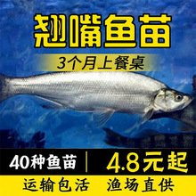 正宗翘嘴鱼苗鲌白鱼苗刁子鱼米翘壳淡水路亚养殖活体食用翘壳鱼苗