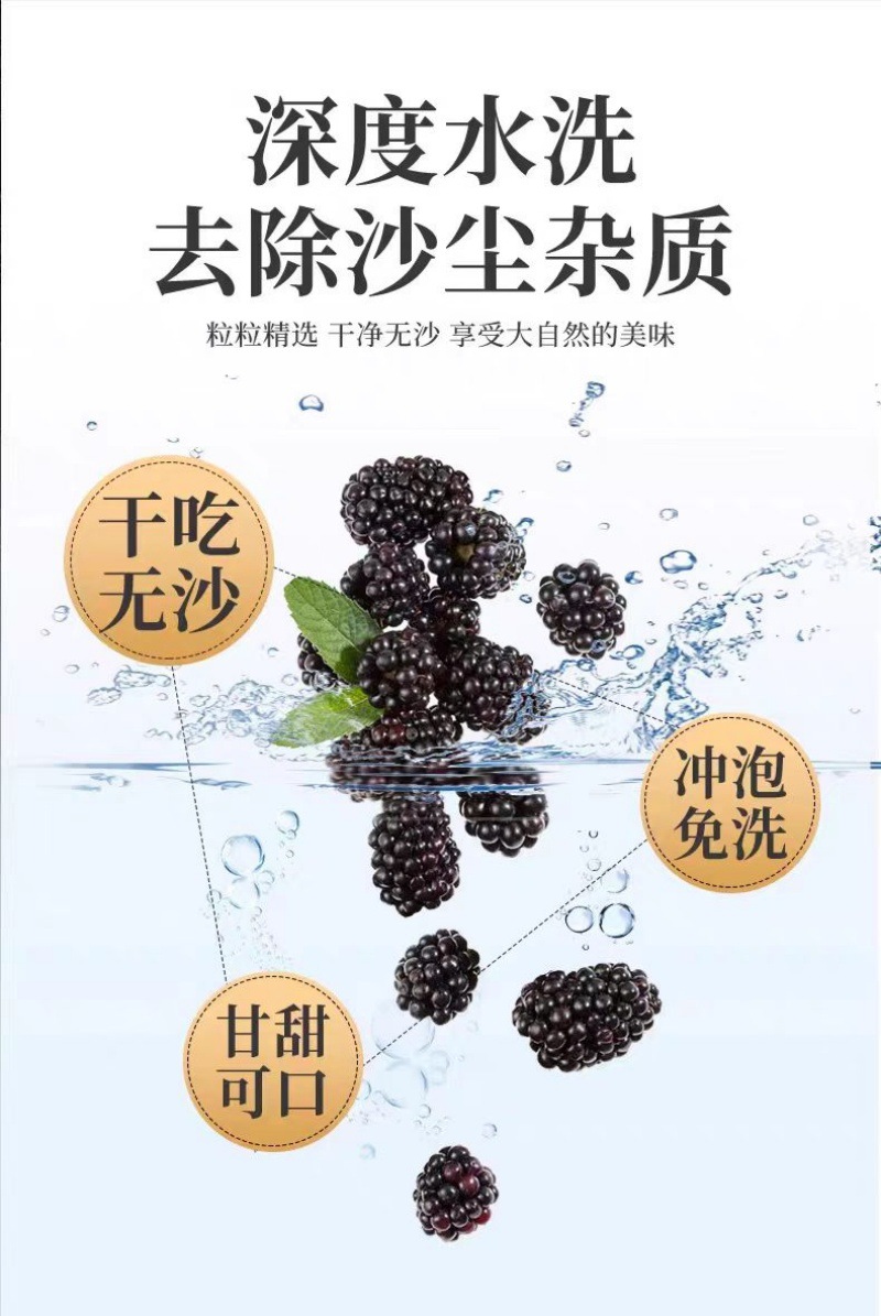 Mulberry Fruit Dried (Morus alba) — Xinjiang Sang Shen, No-Wash Ready-to-Eat Herbal Tea specifications