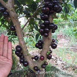 正宗嘉宝果树苗树葡萄苗果树四季早生沙巴南北方种植当年结果盆栽