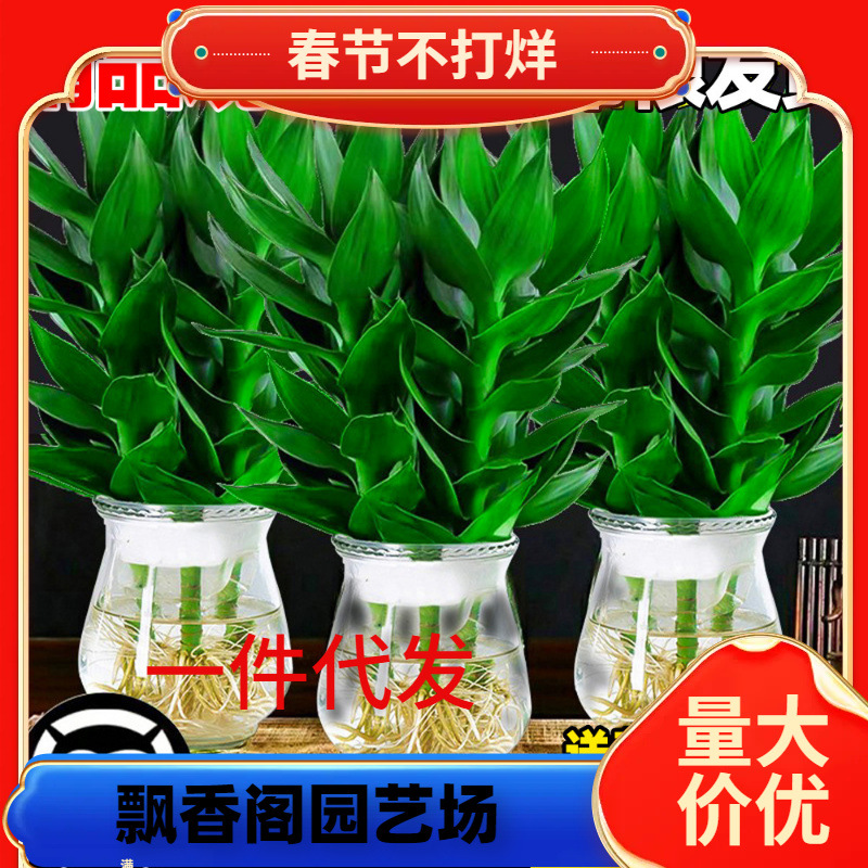 一件代发观音竹富贵转运竹水培带根花卉招财绿植物绿萝箩办公室内