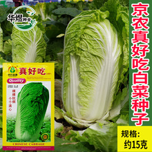 山东大白菜大白菜种子 山东大白菜大白菜种子品牌 图片 价格 山东大白菜大白菜种子批发 阿里巴巴