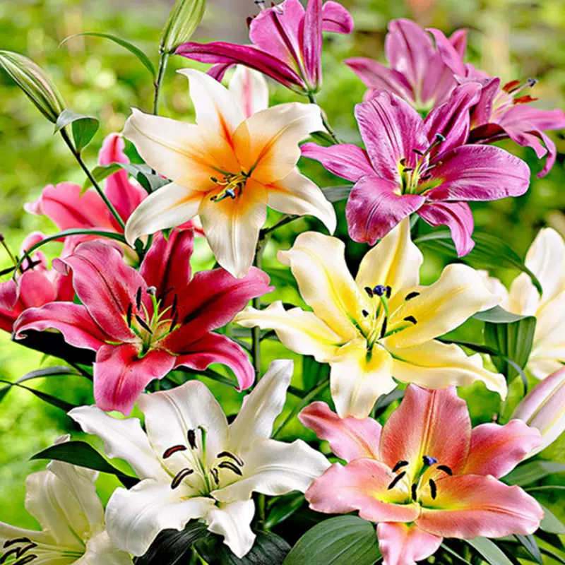 批发香水百合种球 百合花大球球根花卉阳台盆栽植物四季花卉种子