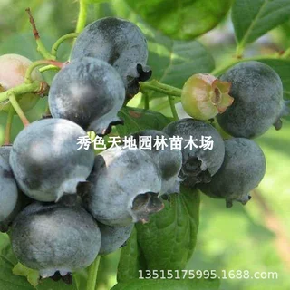 北空蓝莓树果苗抗寒高甜半高丛蓝莓苗庭院阳台北南方种植当年结果