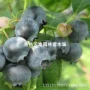 南方庭院抗寒种植果苗