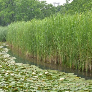 ����ֱ�lˮ��ֲ��  ˮ���JȔ�� ���@ˮ��  ˮ�w�G��   �JȔ���N��