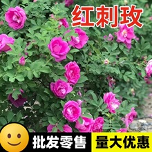 �t��õ�N��õ�廨�@�־G���^�p�_�������²ɷN���ٱ��S��õ�N��