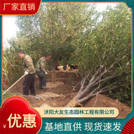 基地直销八棱海棠果树花 海棠树 海棠果 海棠花 长寿果