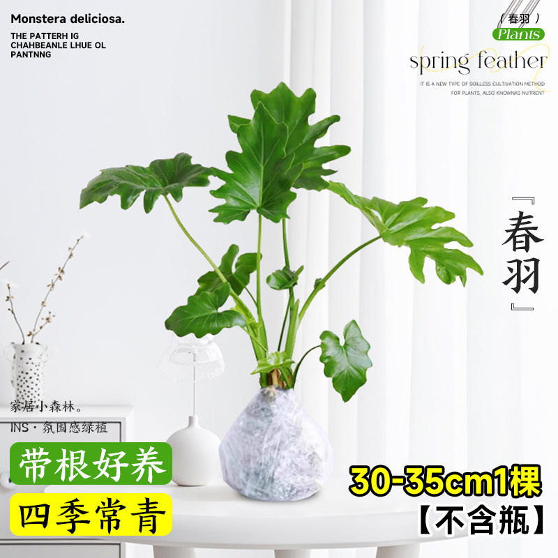 봄깃털 30~40cm 1개 [무영양액]