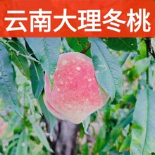 云南大理脆甜冬桃冬雪蜜桃新鲜水果当季5斤整箱离核毛桃非水蜜桃