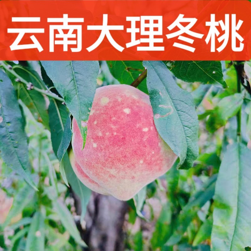 云南大理脆甜冬桃冬雪蜜桃新鲜水果当季5斤整箱离核毛桃非水蜜桃