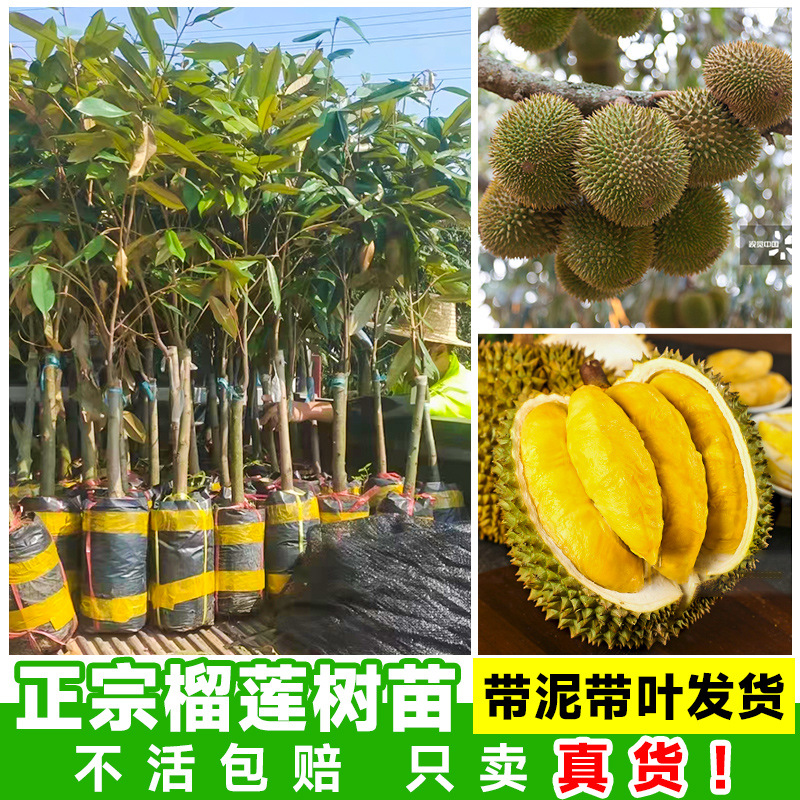正宗榴莲树果苗南北方种植广东菠萝蜜苗树嫁接四季真果树苗盆栽
