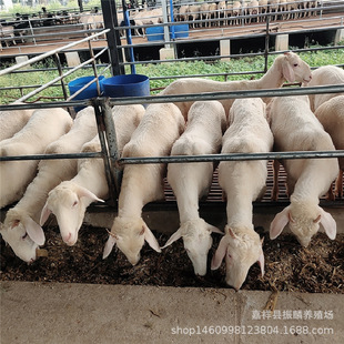 Сβ�������l5���¸���Сβ�������ɢ�B�߮aСβ����Nĸ��