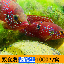 һ�Cǧ�ѿɷ�ֳ���w�t��ʯ���~�Ꭷ�^�p�~Ѫ荴����{��ʯ���w��ˮ