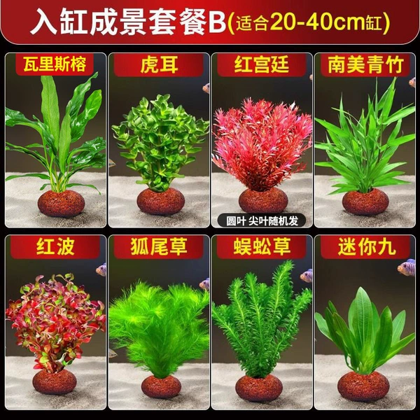 Scenery set meal B (suitable for 20-40cm cylinder)