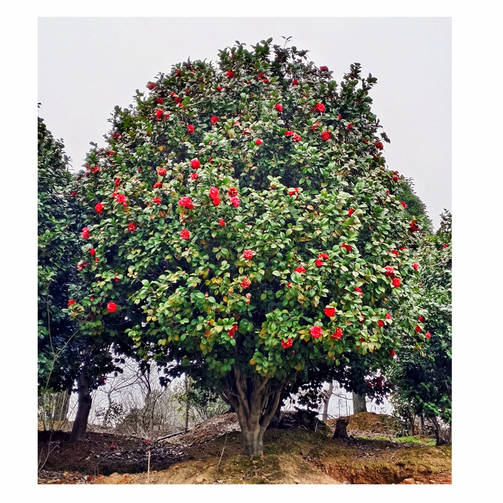 Хунань питомник 3 метра высотой Корона 2,5-3 метра Камелия мяч вилла двор вечнозеленый цветок база питания