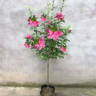 Hibiscus Saplings Double-Petaled Edible Balcony Potted Plants Blooming in the Same Year for Planting in the North and South Hibiscus Flowers