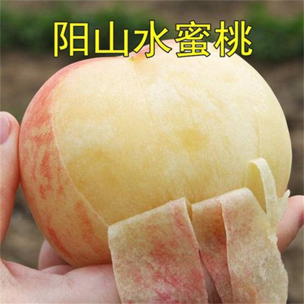 基地批发阳山水蜜桃黄桃苗 黄金蜜1号桃树苗 黄桃树苗 自花授粉树