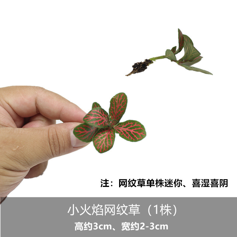 작은 불꽃 망상 잔디 (1 식물)