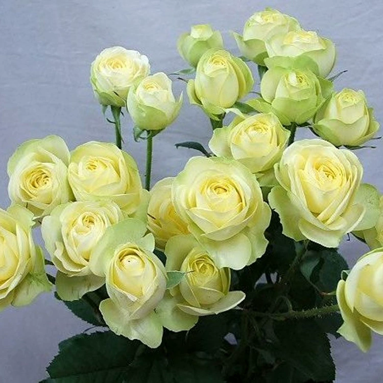 Цельный крем для прямой доставки, драгоценный камень «Драконский песок», роза, рассада цветов в горшках, балкон, двор, четырехсезонные цветущие цветы, зеленые маленькие цветы