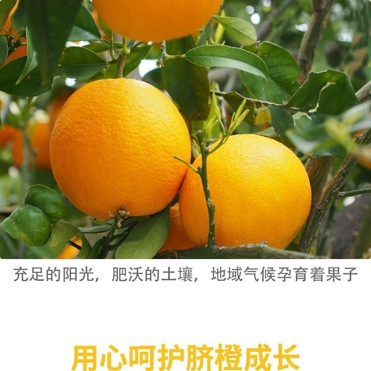 O1CN01D6lQ2e21rSDqgHdre_!!2209