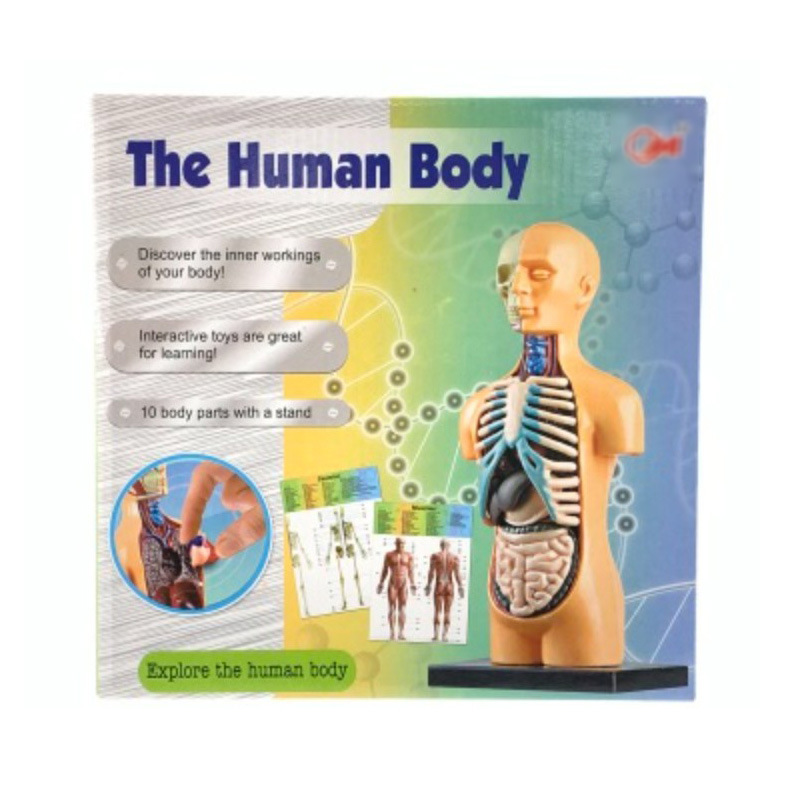 Qizhi ciencia y educación para niños modelo de órgano del cuerpo humano conjunto combinación juguete modelo de cuerpo de órgano humano