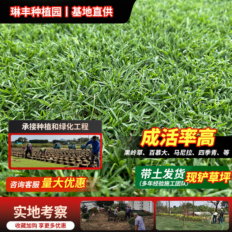 Wholesale Landscaping Grass, Real Grass, Engineered Lawn with Soil, No-Cut Taiwanese Grass, Manila Green Grass for Courtyard and Garden