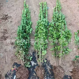 宿根花卉;盆栽;一二年生花卉