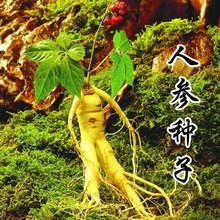 人参种子长白山人参种子人工种植人参阳台小院种植简单可开花