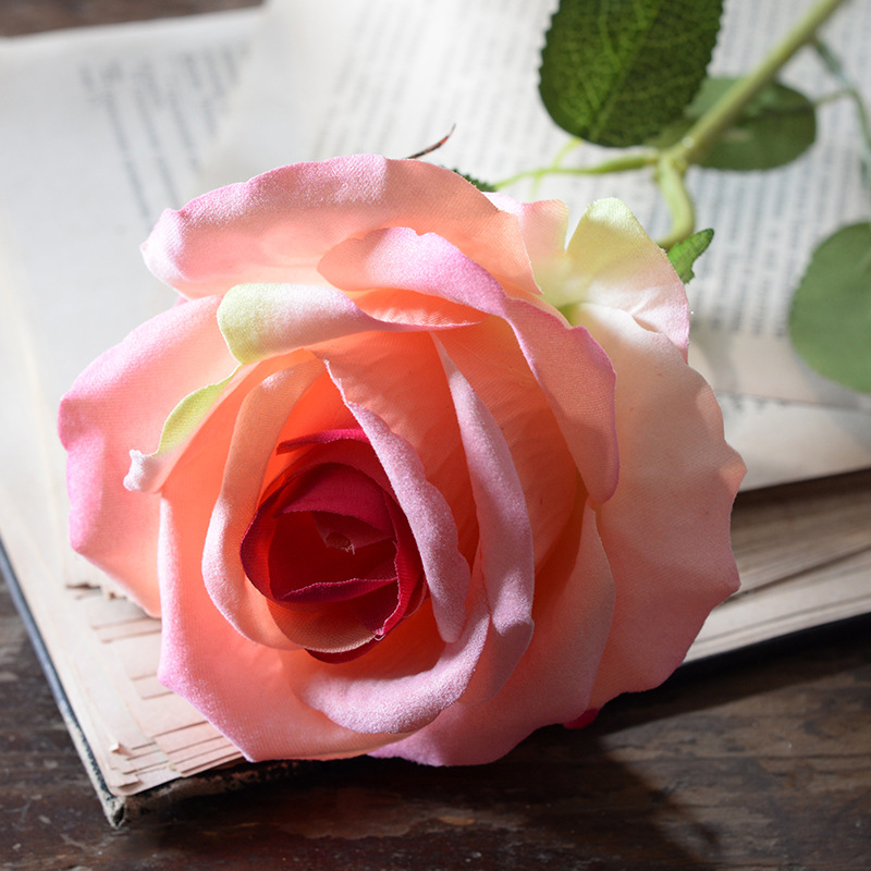 Large velvet rose champagne powder