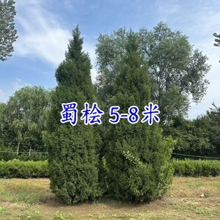 ��u����5-8�׸���u�ؘ�����ֲ���U�P�ؙu���ɰؘ�1.5�׮a�؃r��