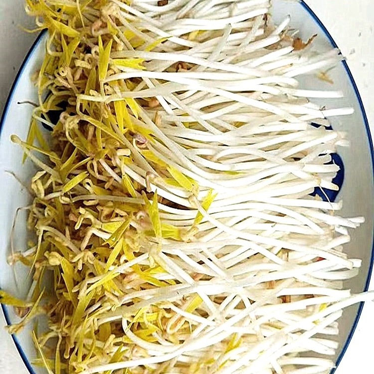 发豆芽专用绿豆生豆芽长绿豆芽小粒中粒非转基因水培发芽豆可食用|undefined