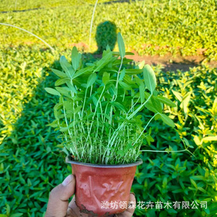 Garden Park Beautiful Dianthus Wetland Landscape Greening Plants Greening Project Aquatic Plants Dianthus