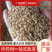 【侧柏子】_侧柏子品牌/图片/价格_侧柏子批发_阿里巴巴